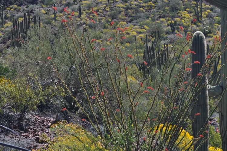 the desert floor